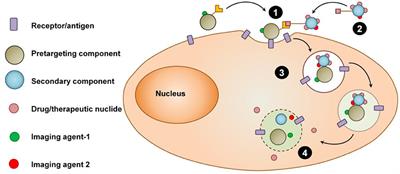 Theranostic Pretargeting Drug Delivery and Imaging Platforms in Cancer Precision Medicine